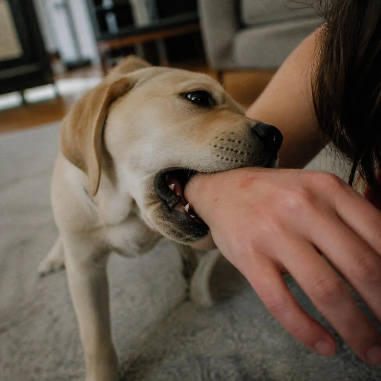 A young Labrador puppy biting a woman's forearm during play — the exact problem this guide solves